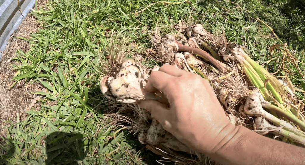 Garlic Harvest